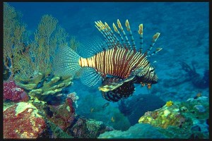 The lion-fish.