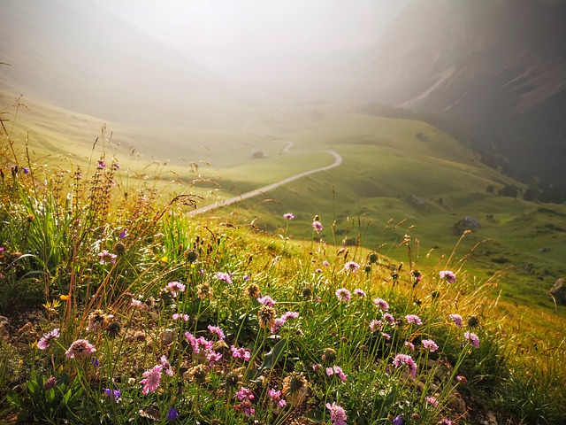 Meadow with flowers